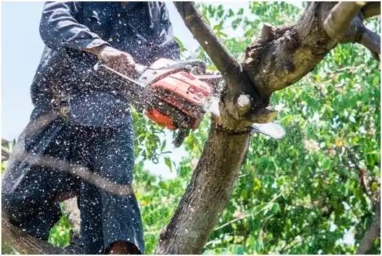 tree services Garibaldi